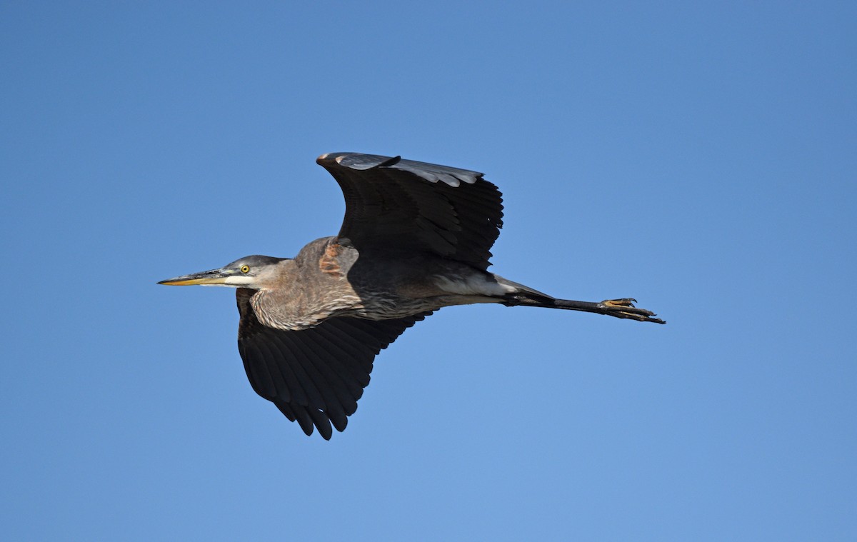 Great Blue Heron - ML609484111