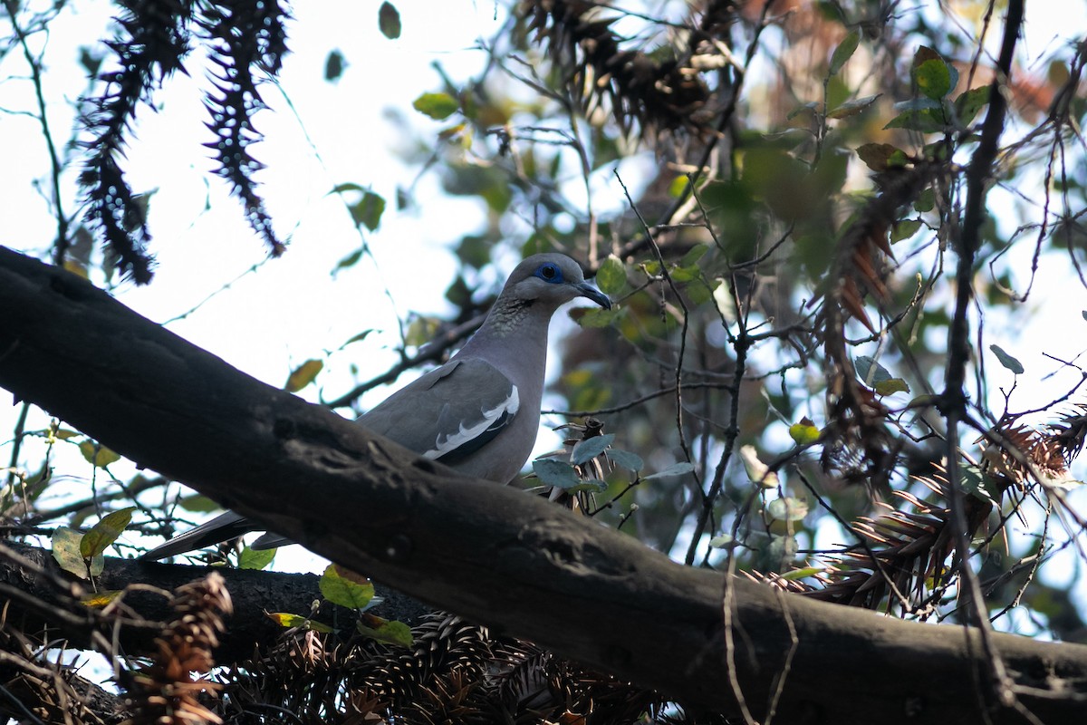 West Peruvian Dove - Ariel Cabrera Foix