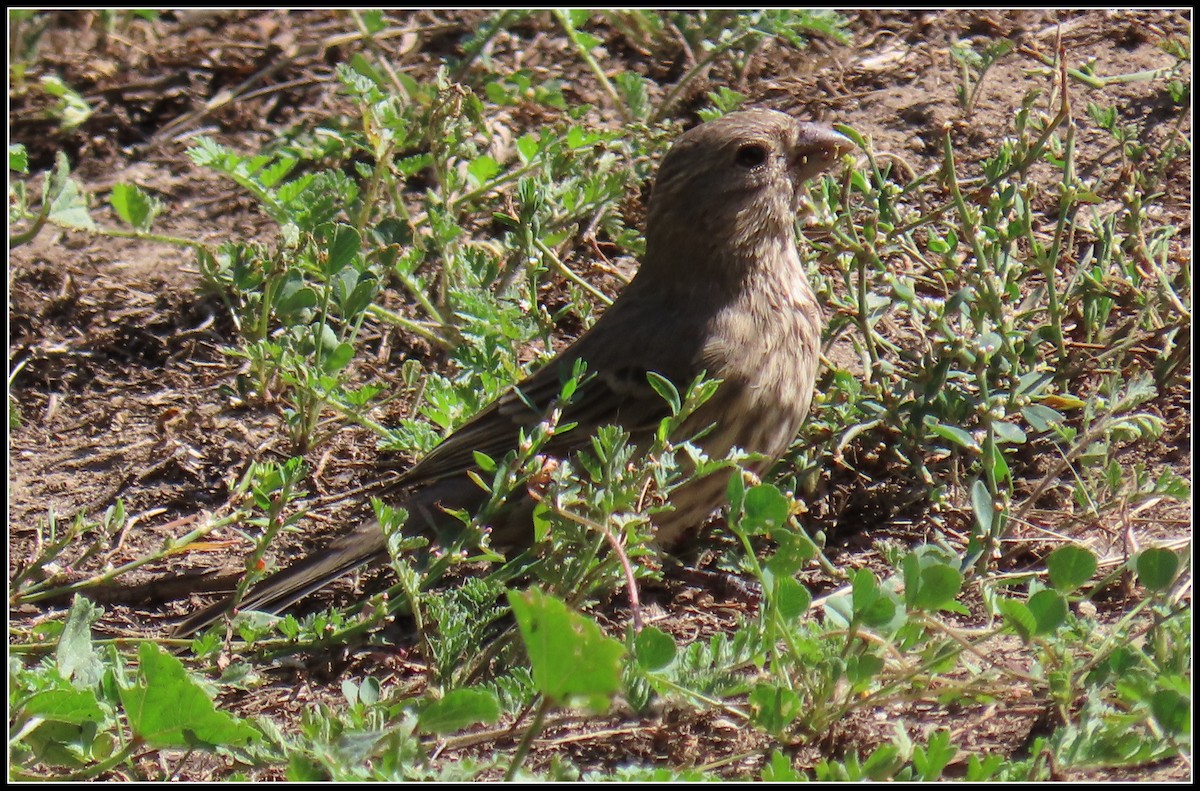 House Finch - ML609484362