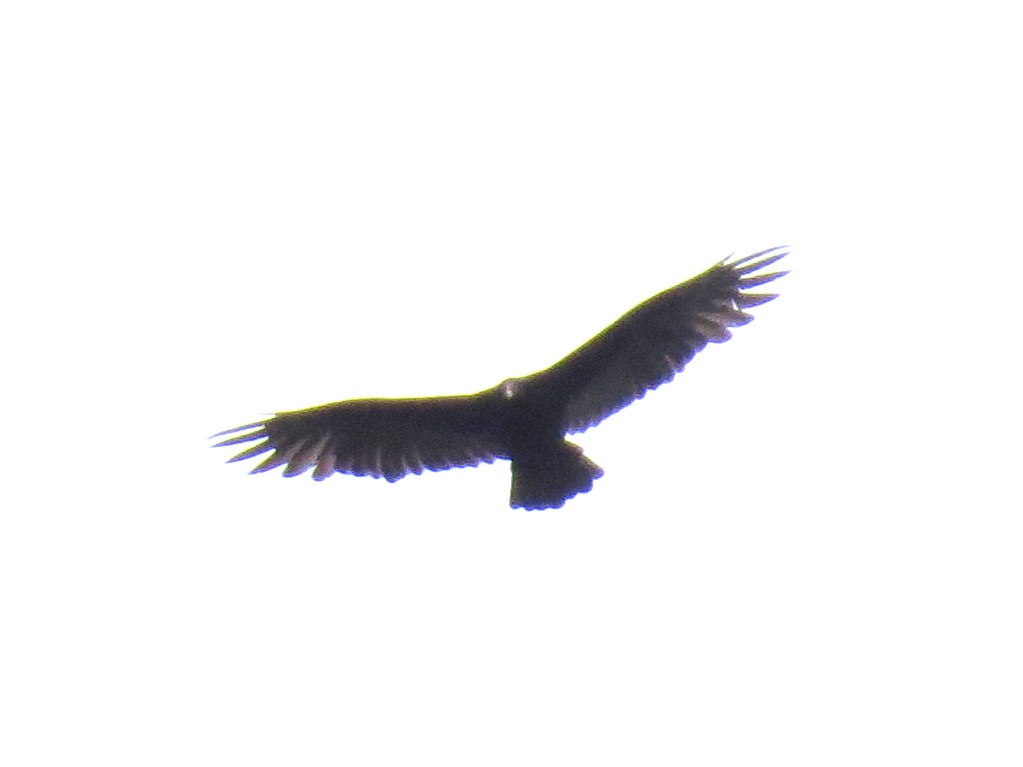 Turkey Vulture - ML609484370