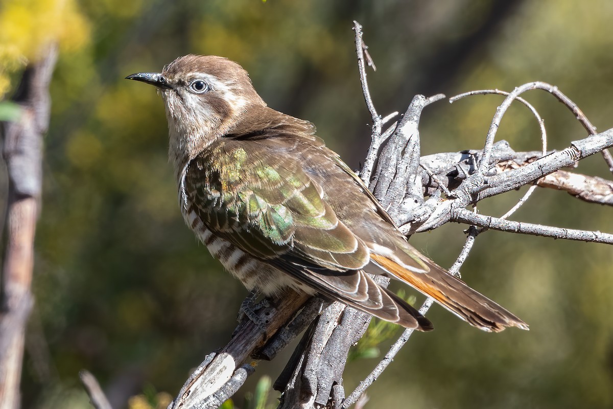 Horsfield's Bronze-Cuckoo - ML609484528