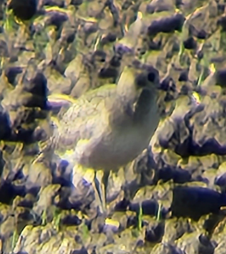 American Golden-Plover - ML609484538