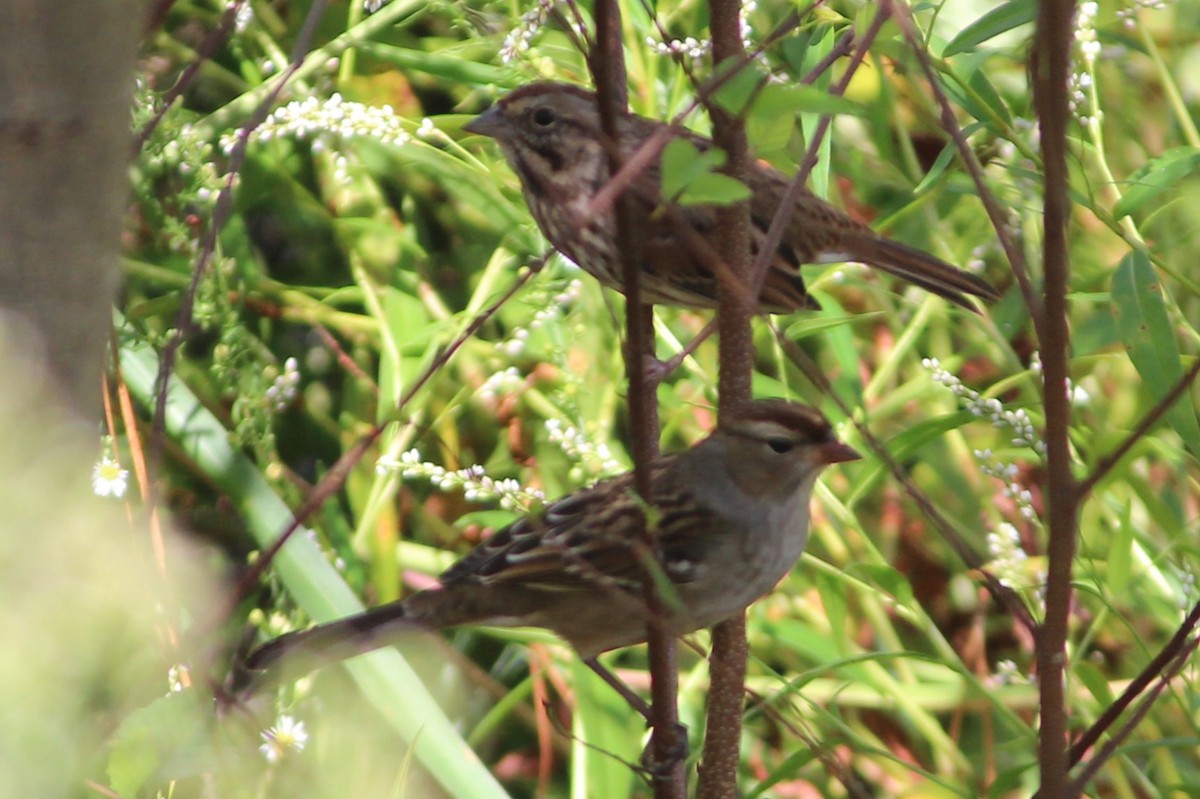 White-crowned Sparrow - ML609484554