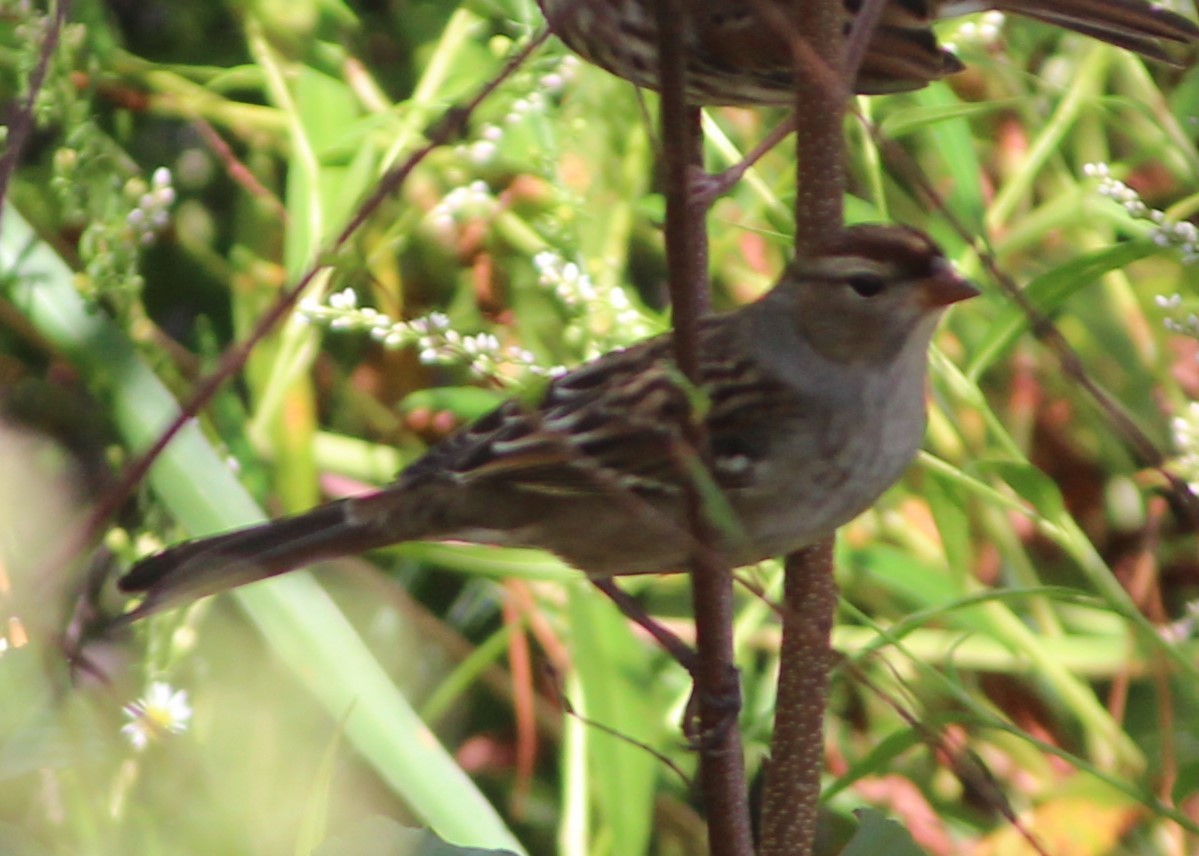 White-crowned Sparrow - ML609484555