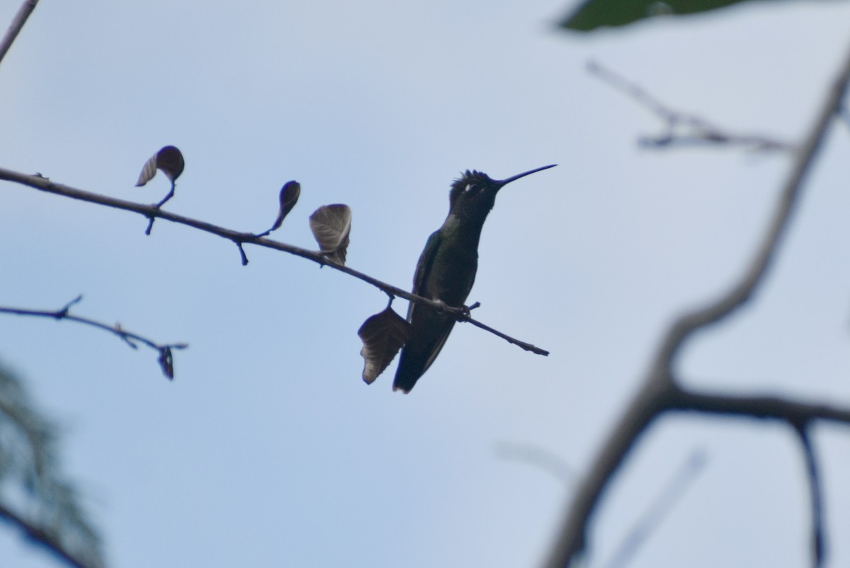 kolibřík skvostný - ML609484635