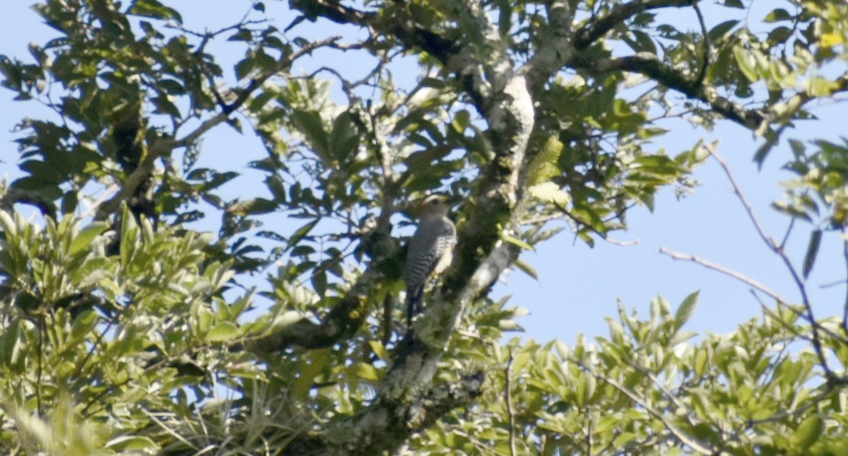 Golden-fronted Woodpecker - ML609484679