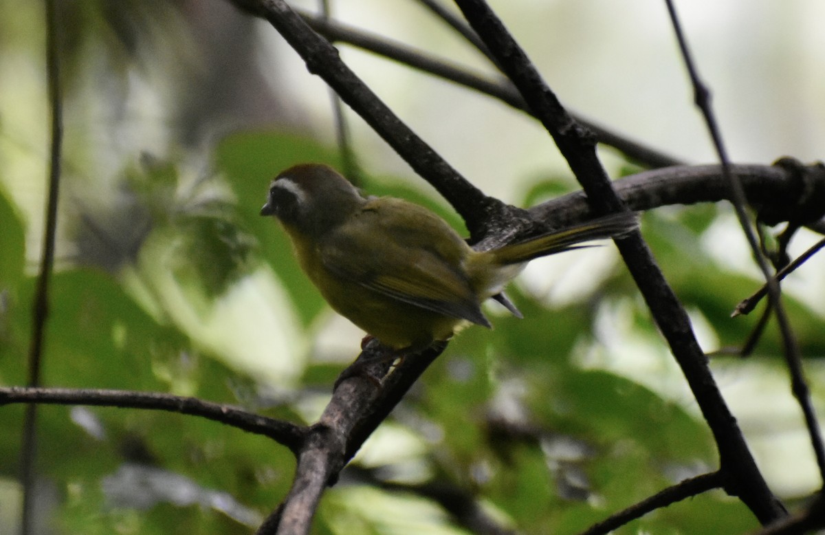 Chestnut-capped Warbler - Carlos G Vasquez C