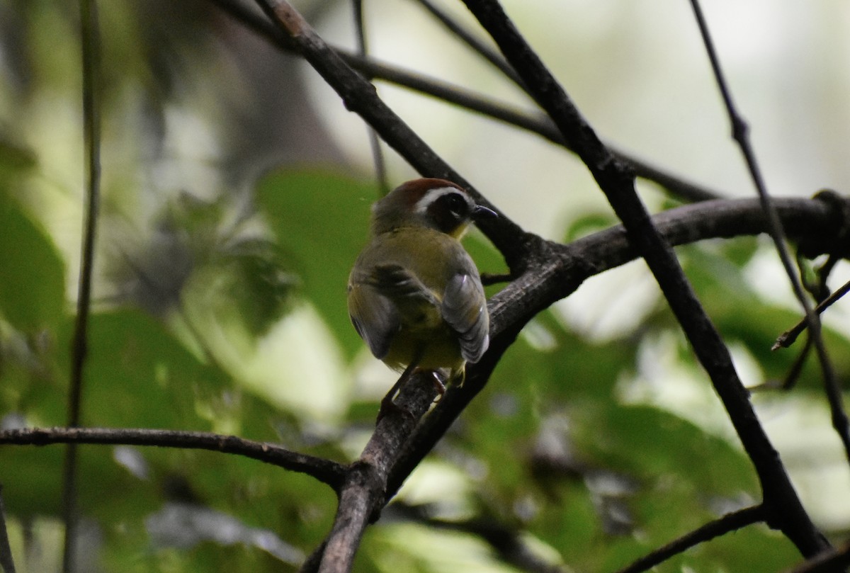 Chestnut-capped Warbler - ML609484720