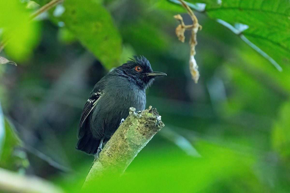 Black-tailed Antbird - Thibaud Aronson