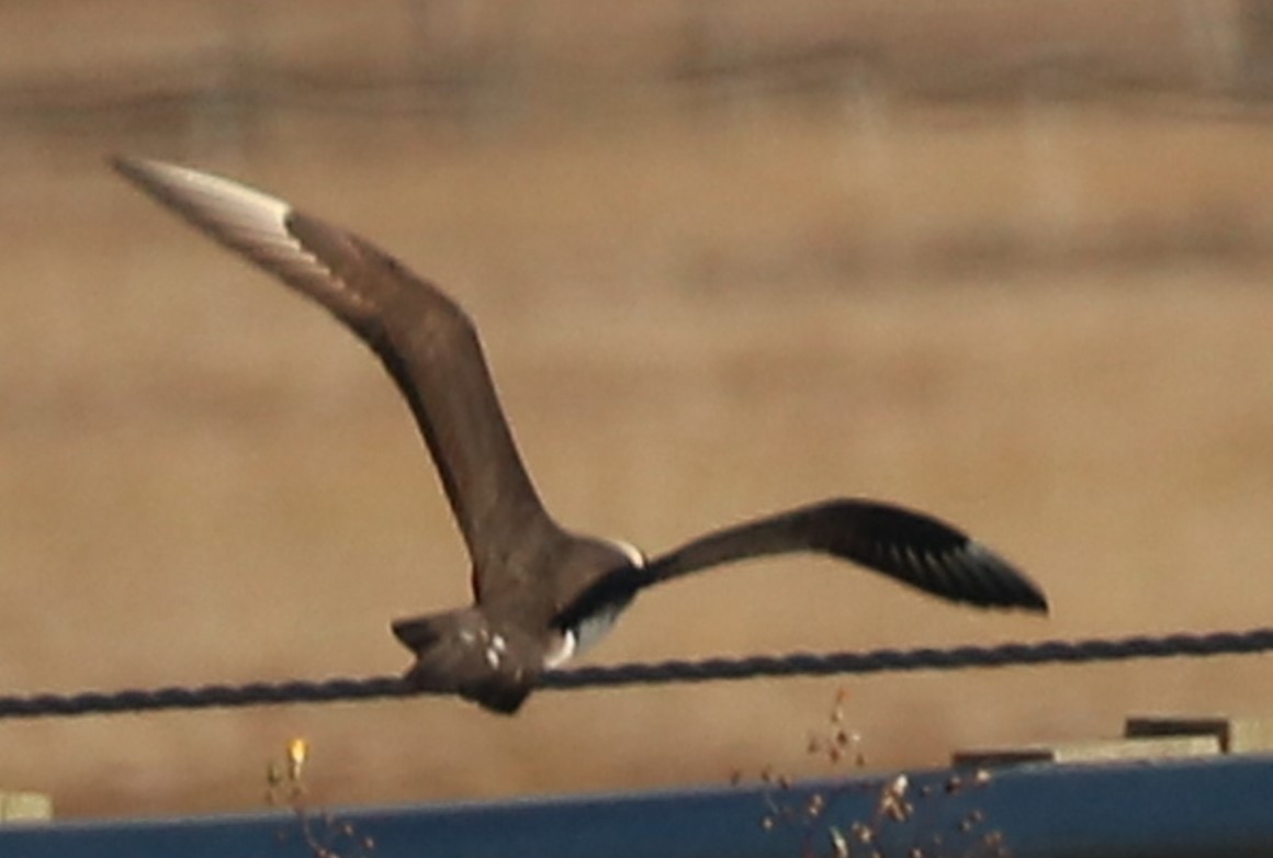 chaluha příživná - ML609484773