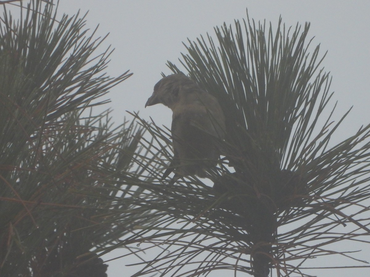 Red Crossbill - ML609484798