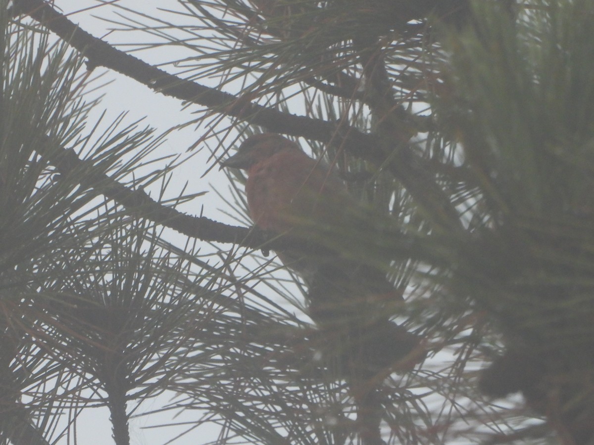 Red Crossbill - ML609484803