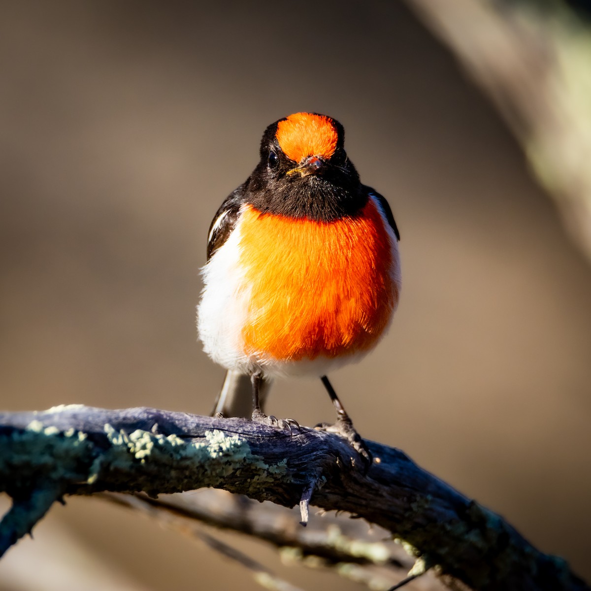 Red-capped Robin - ML609484848