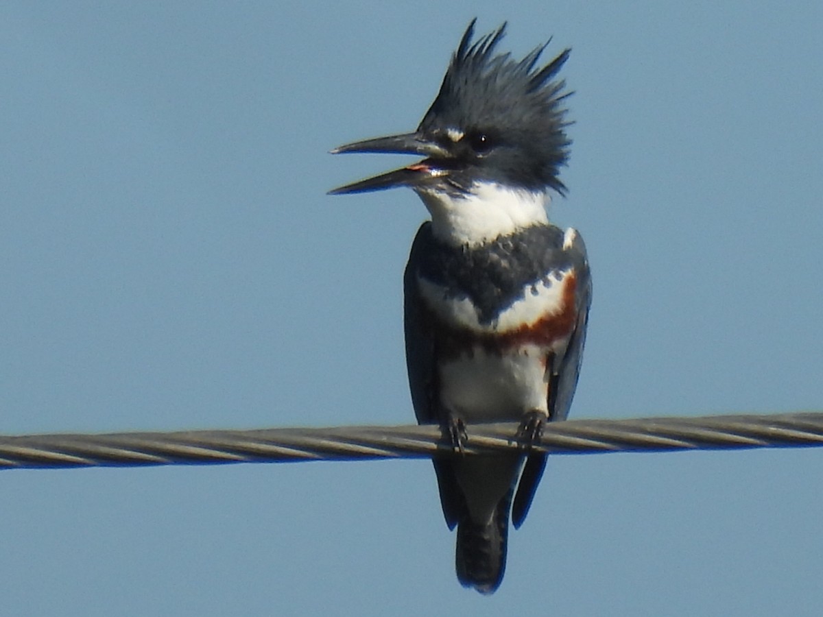 Belted Kingfisher - ML609484852