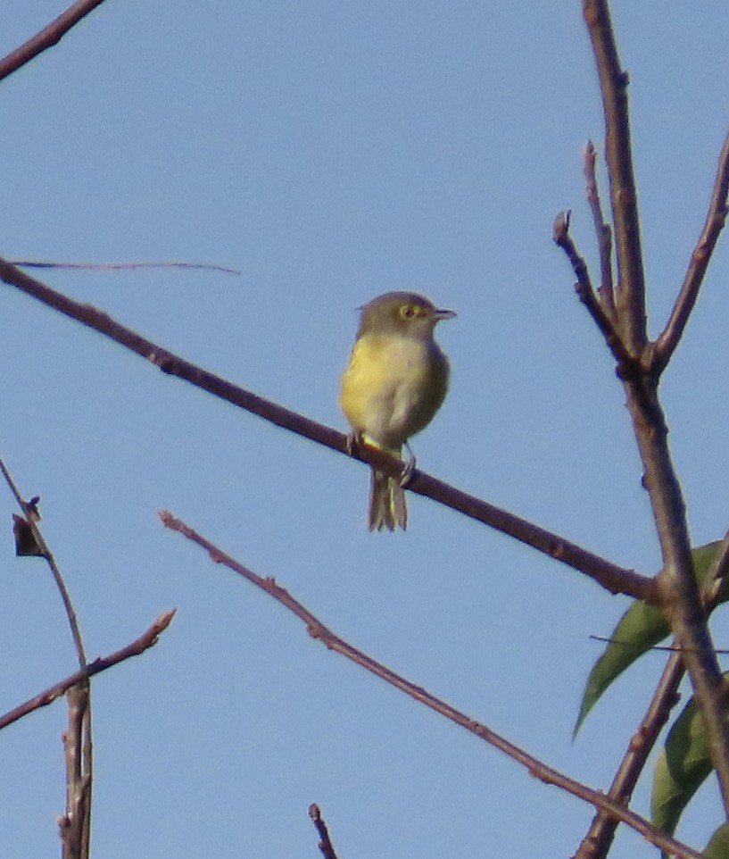 White-eyed Vireo - ML609484854