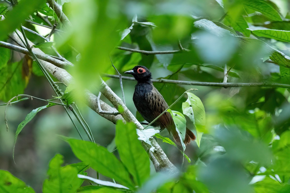 Black-spotted Bare-eye - ML609484926