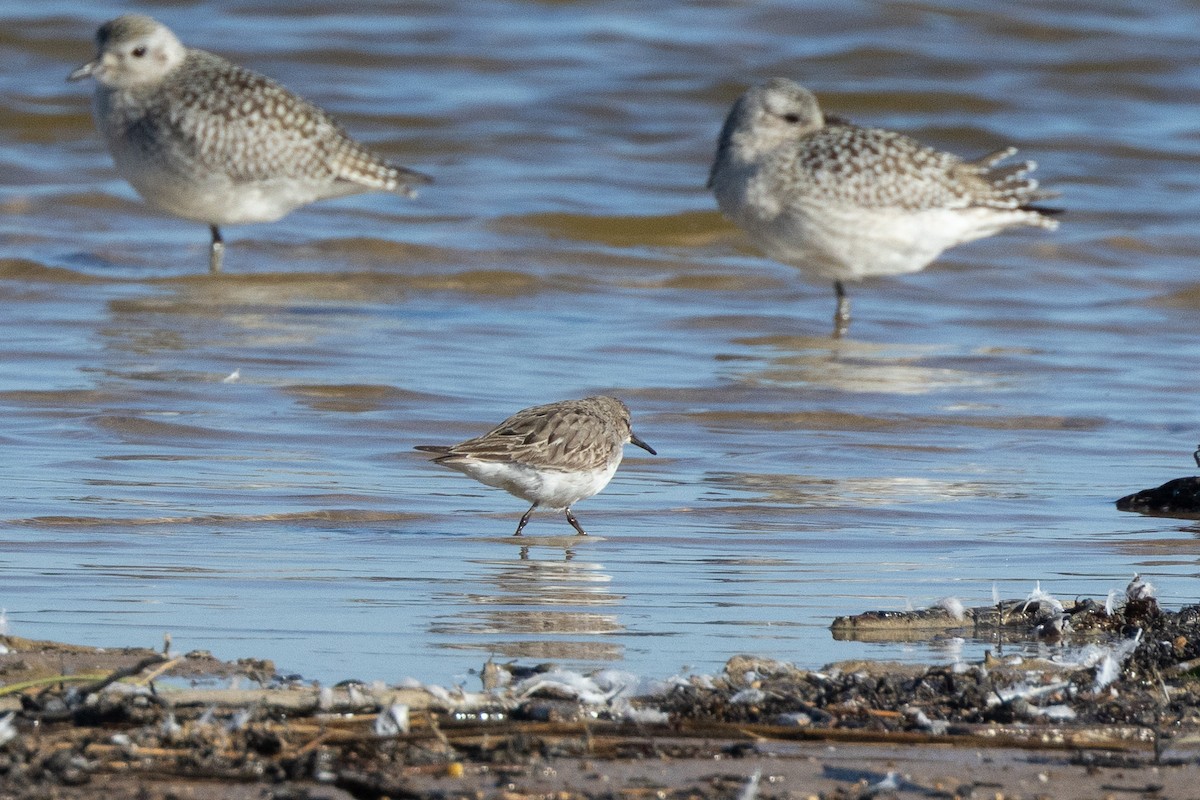 White-rumped Sandpiper - ML609484973