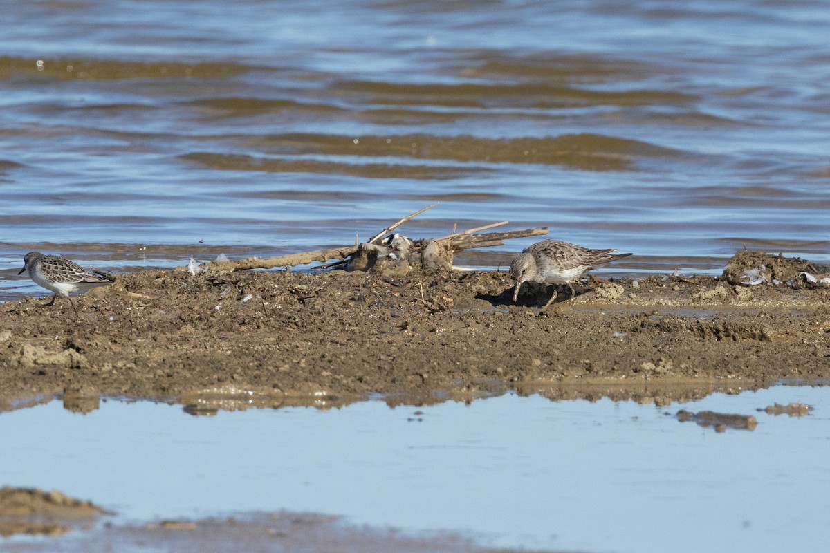 White-rumped Sandpiper - ML609484974