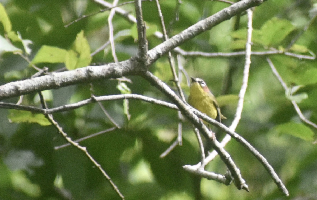 Chestnut-capped Warbler - ML609484993