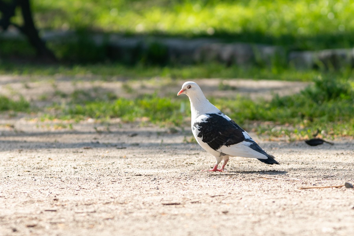 Rock Pigeon (Feral Pigeon) - Ariel Cabrera Foix