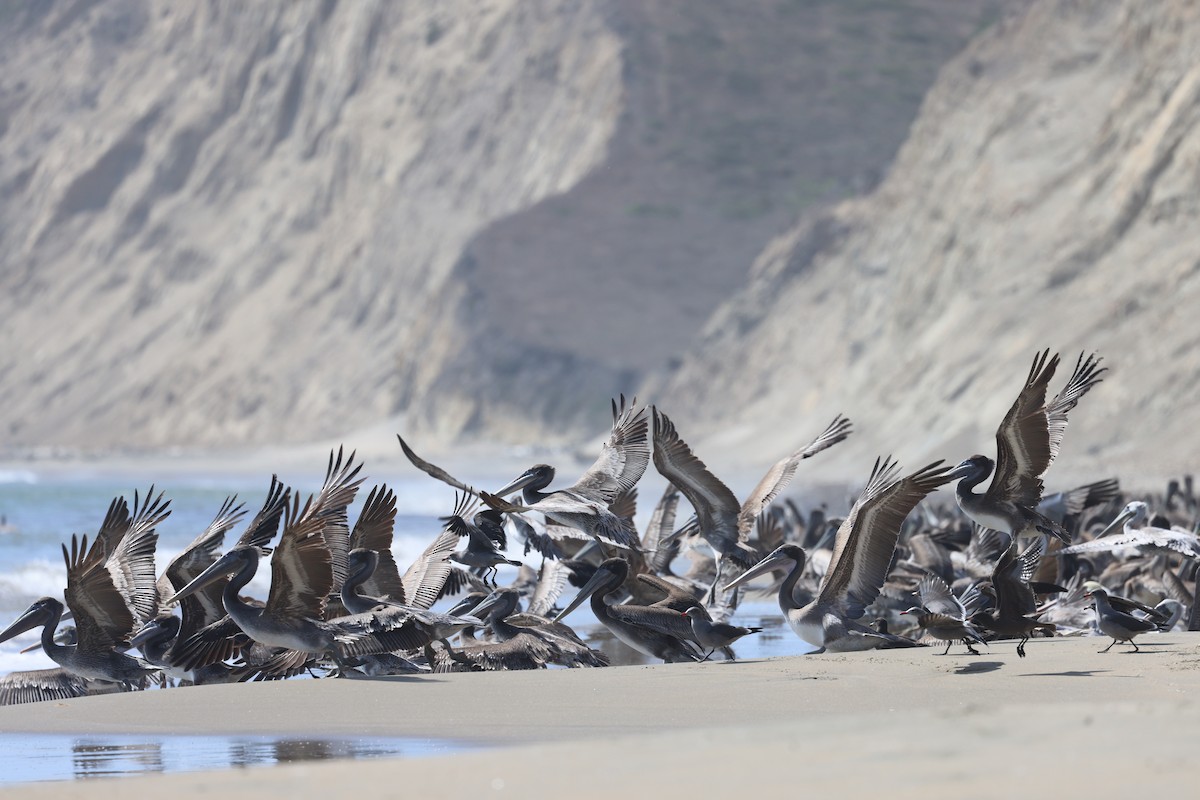 Brown Pelican - ML609485370