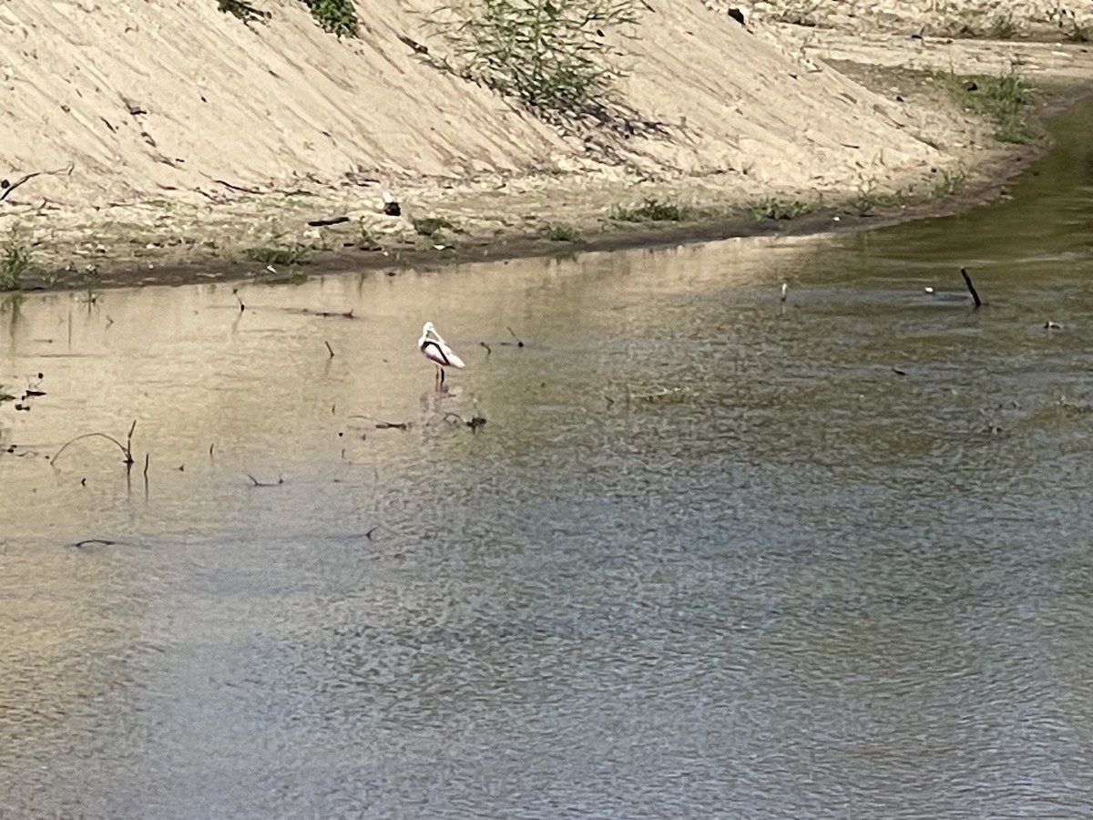 Roseate Spoonbill - ML609485406