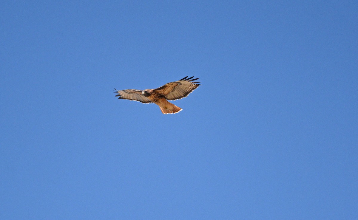 Red-tailed Hawk - Sona Conlin