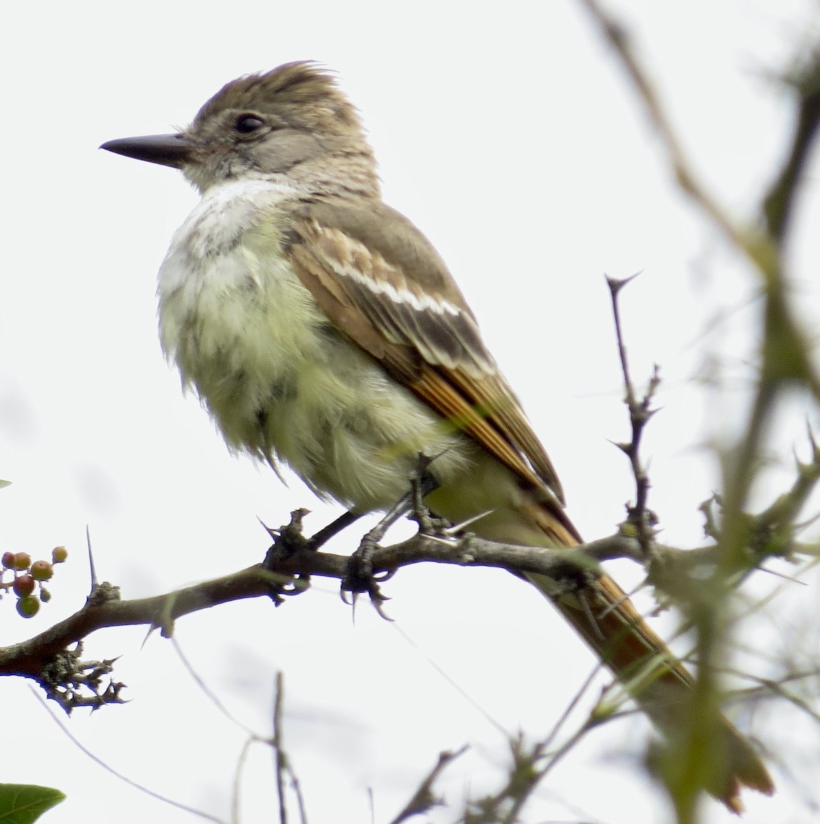 Ash-throated Flycatcher - ML609485441