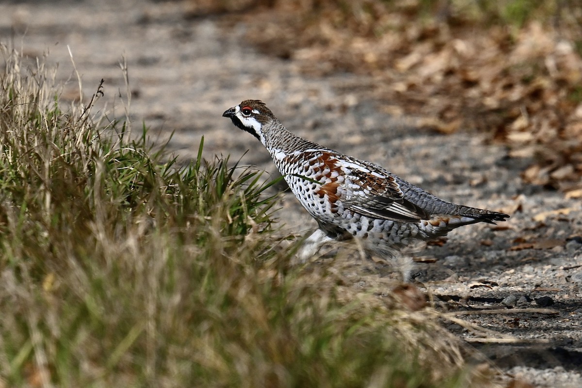 Hazel Grouse - ML609485442