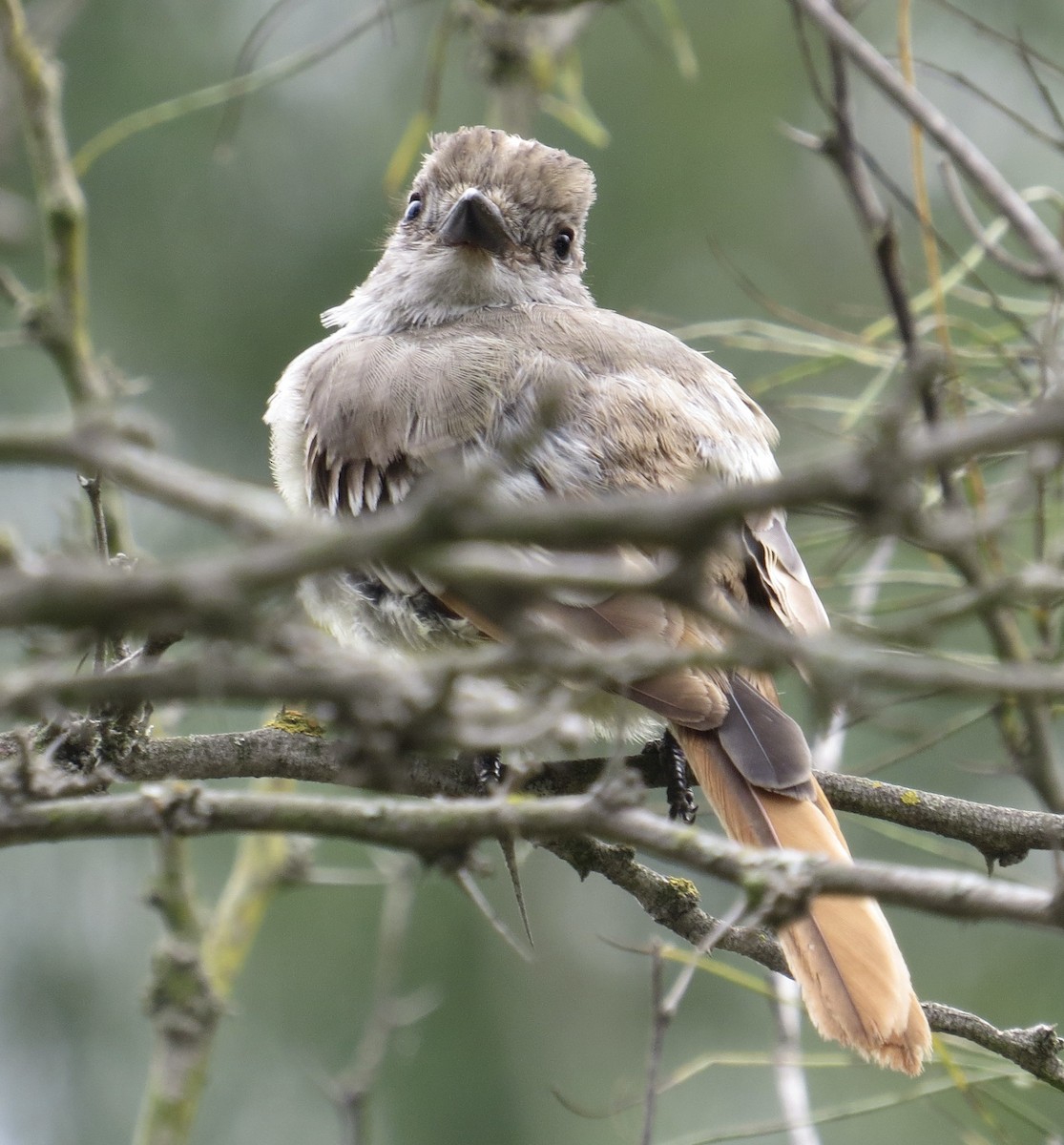 Ash-throated Flycatcher - Thomas Wurster