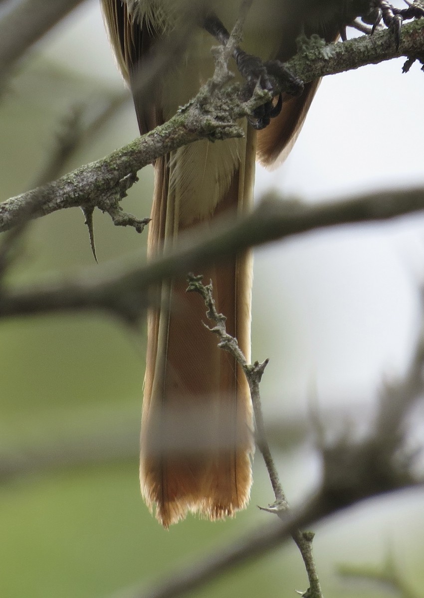 Ash-throated Flycatcher - ML609485463