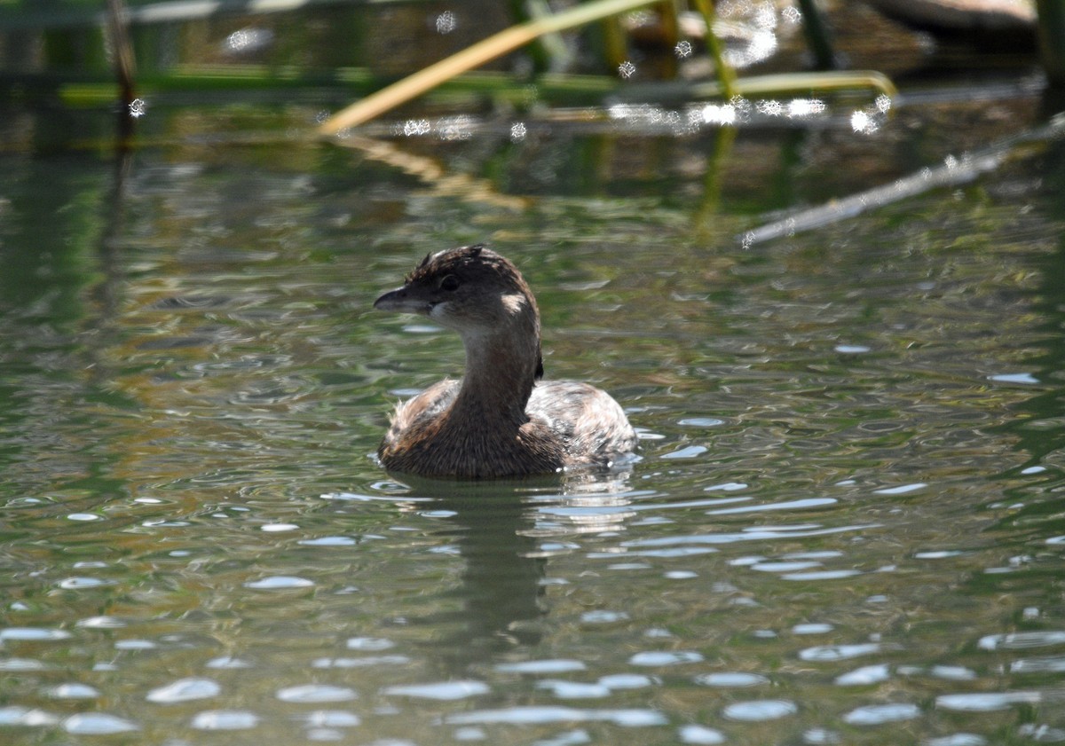 Pied-billed Grebe - Sona Conlin