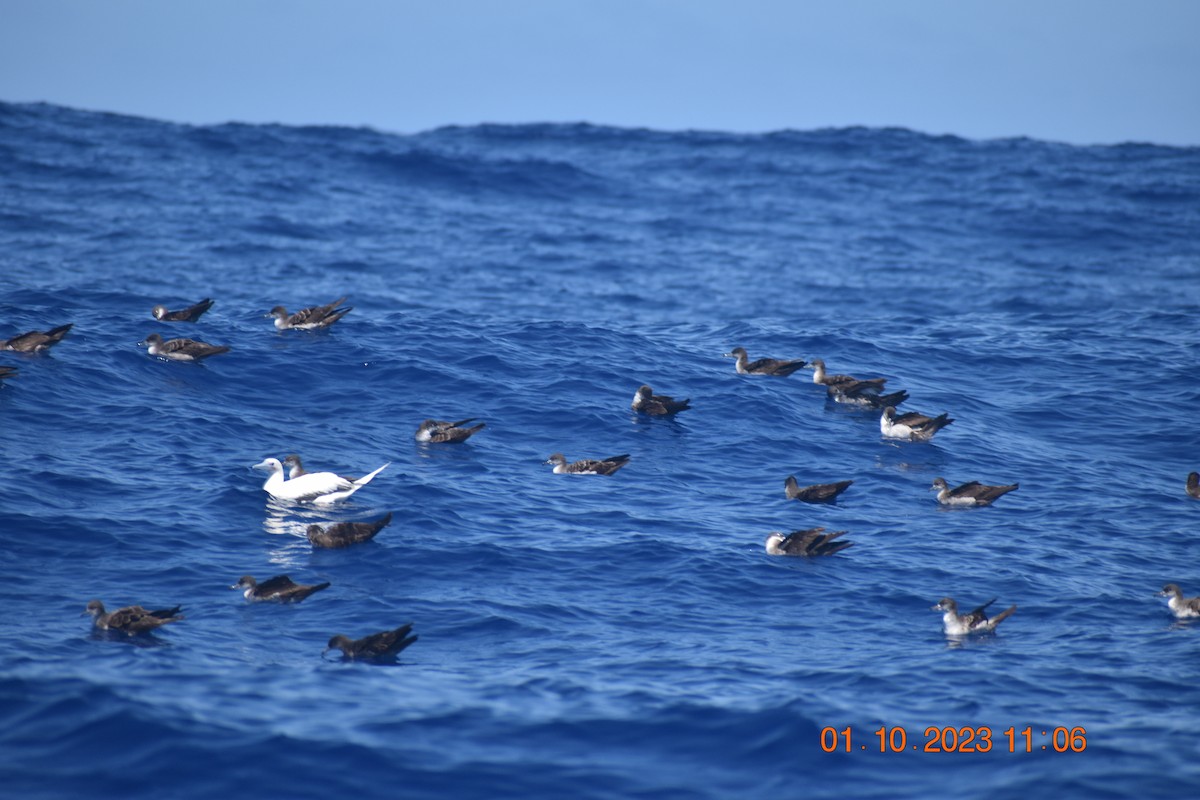 Wedge-tailed Shearwater - ML609485614