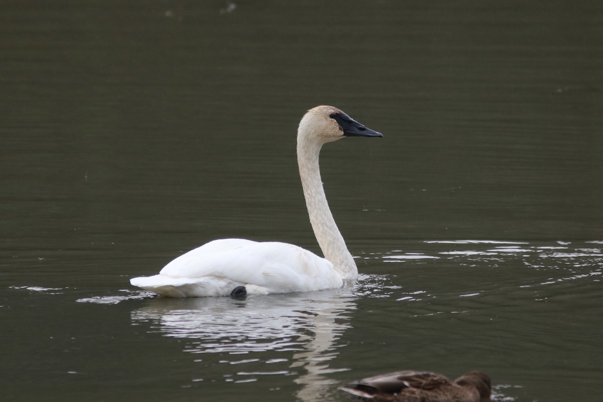 Trumpeter Swan - ML609485658