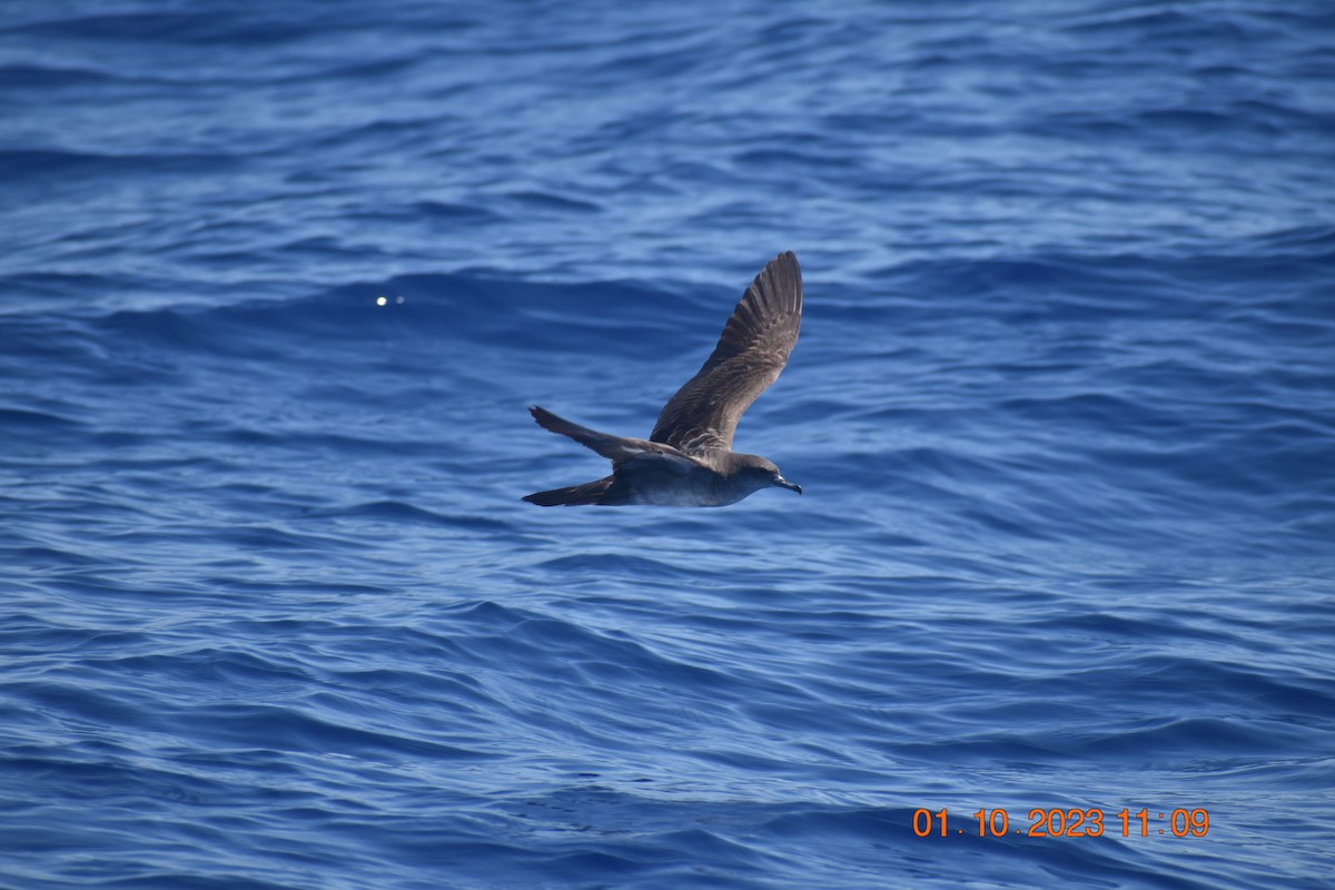 Wedge-tailed Shearwater - ML609485663