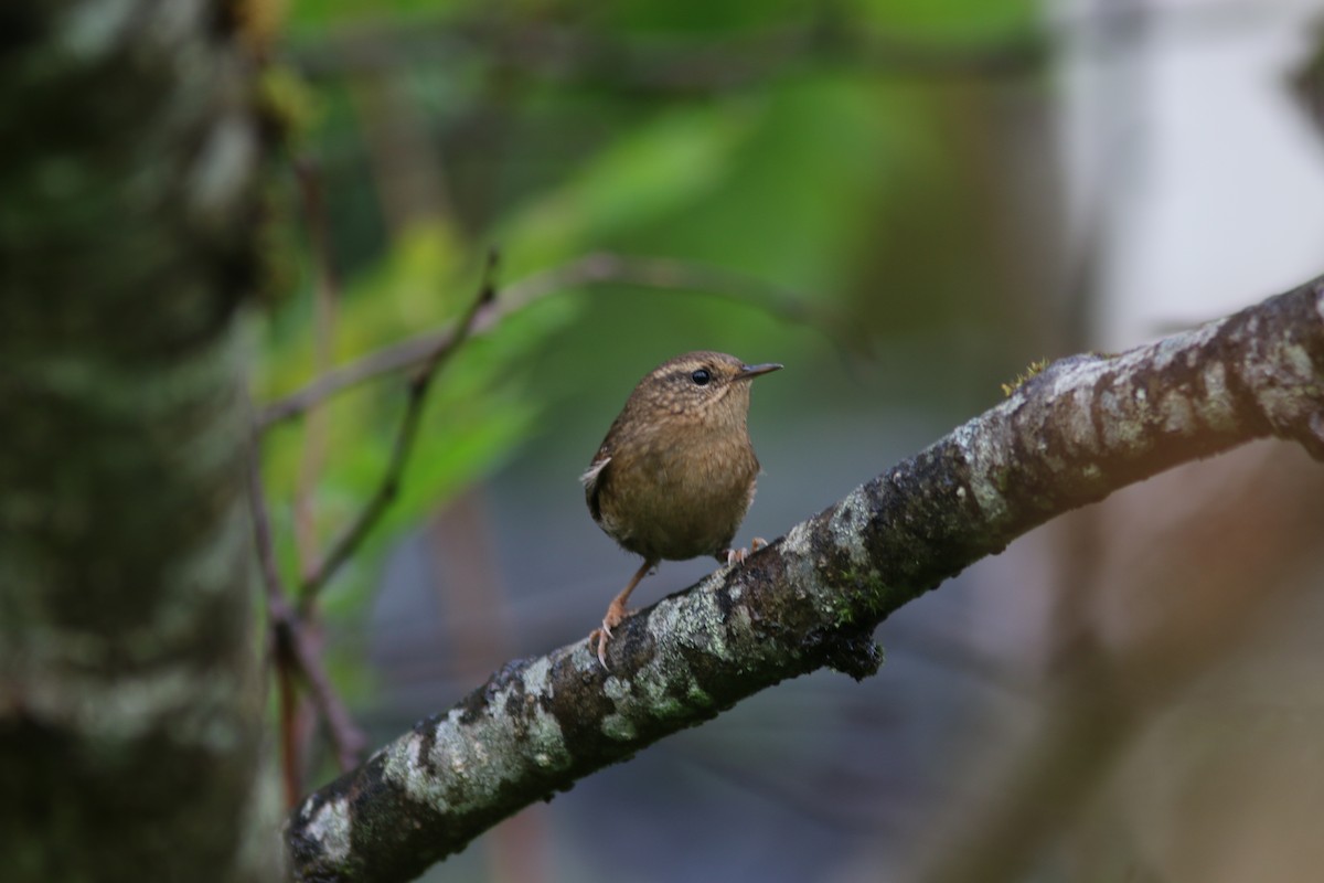 Pacific Wren - Richard MacIntosh