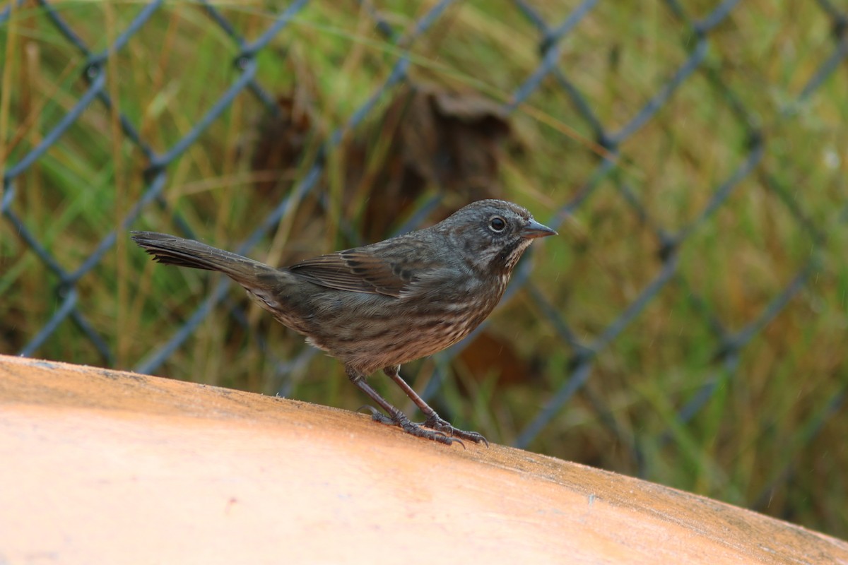 Song Sparrow - Richard MacIntosh