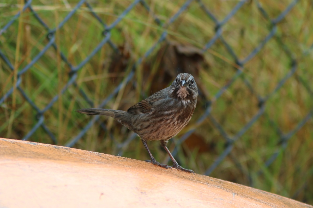 Song Sparrow - Richard MacIntosh