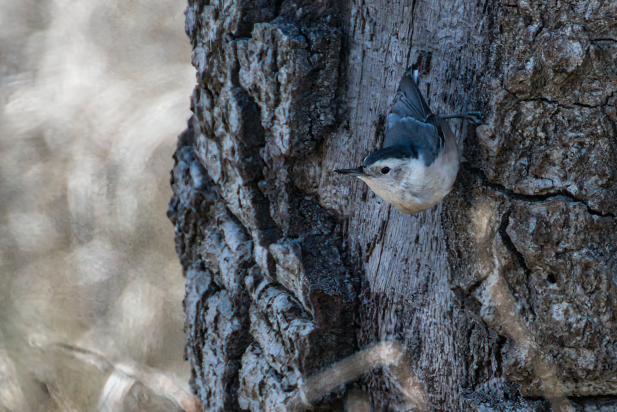 White-breasted Nuthatch - Michael Darrach