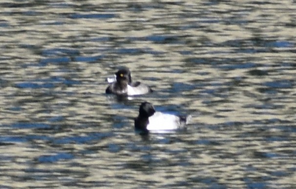 Ring-necked Duck - ML609485750