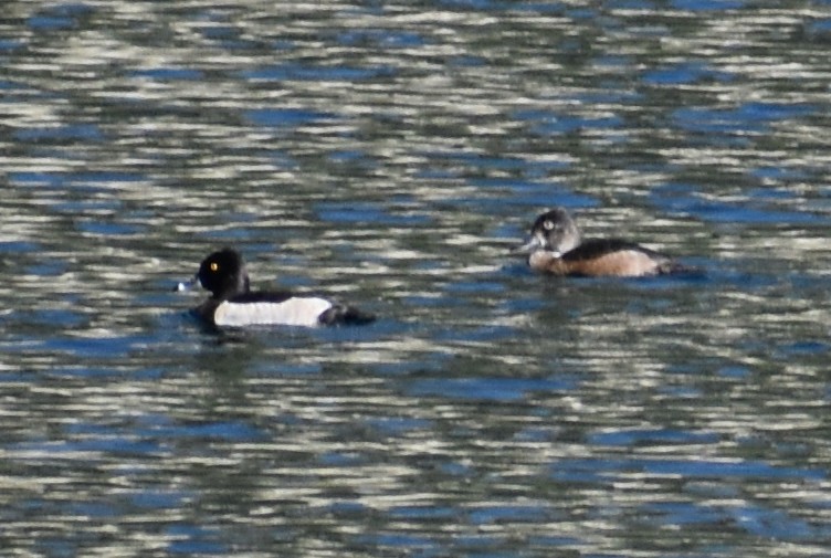 Ring-necked Duck - Steve Quick