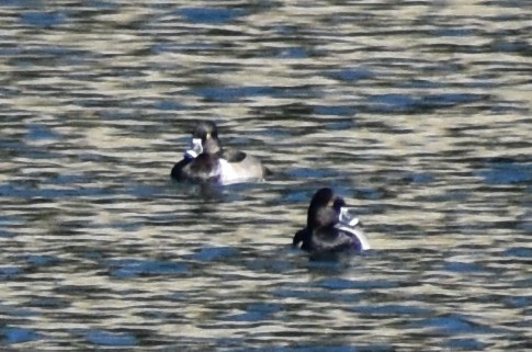 Ring-necked Duck - ML609485752