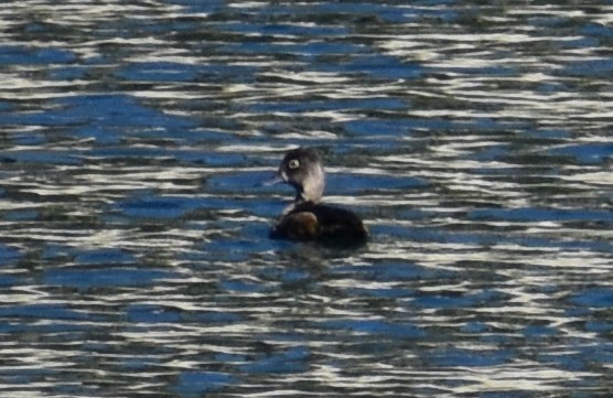 Ring-necked Duck - Steve Quick