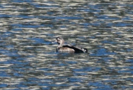 Ring-necked Duck - Steve Quick