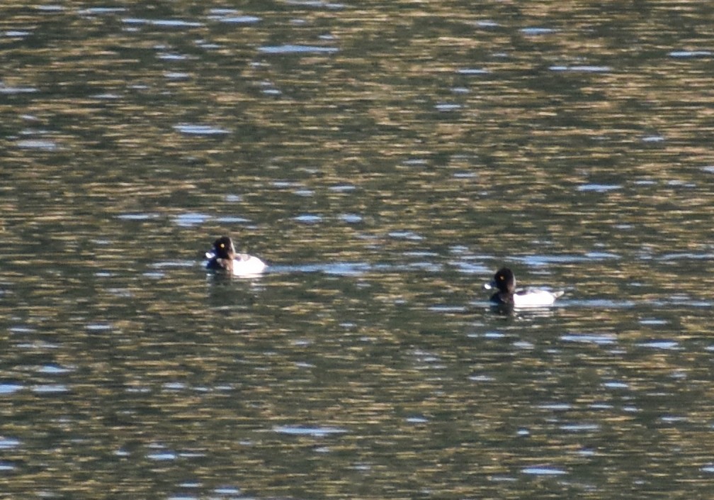 Ring-necked Duck - ML609485755