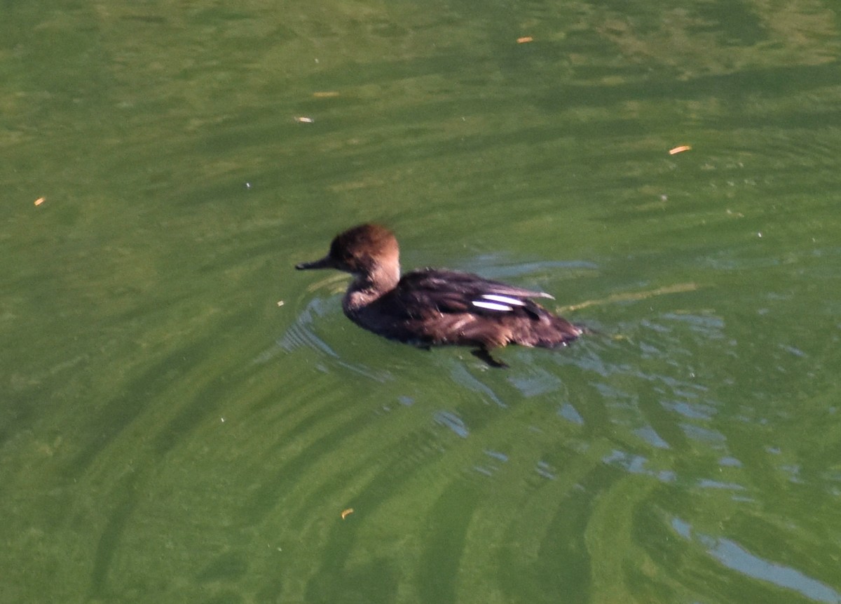 Hooded Merganser - ML609485763