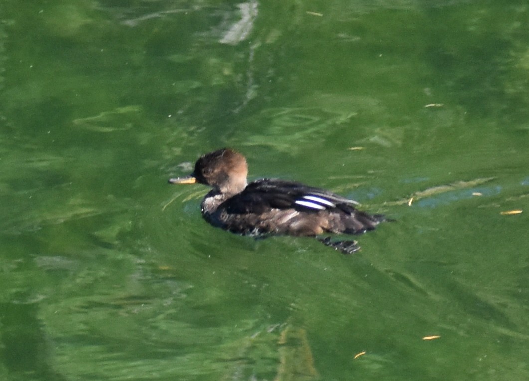 Hooded Merganser - Steve Quick