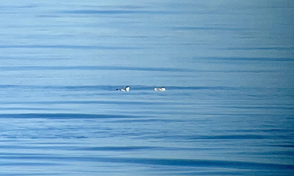 Marbled Murrelet - Aaron Boone