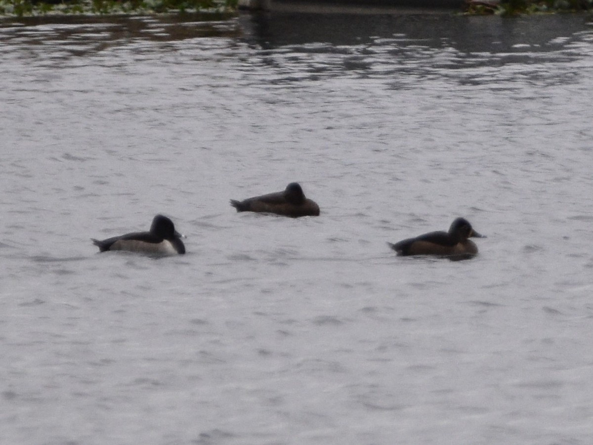 Ring-necked Duck - ML609485857