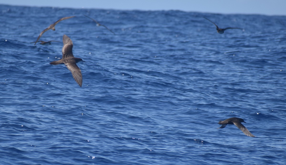 Wedge-tailed Shearwater - ML609485979